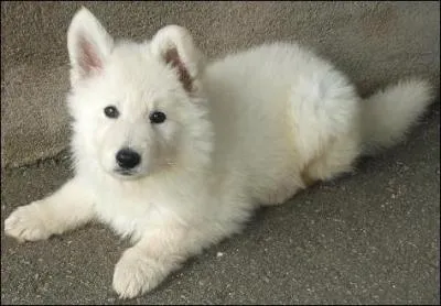 De quelle race, ce chien est-il ?