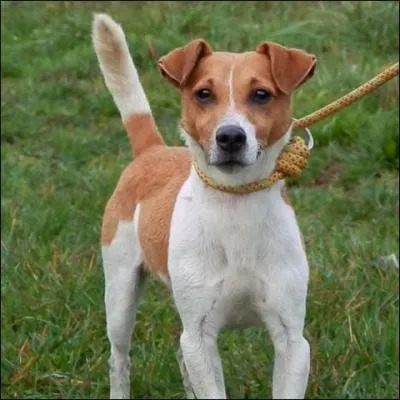 De quelle race, ce chien est-il ?