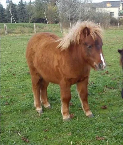 Dans les petits chevaux, peut-on renvoyer un cheval dans son écurie ?