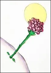 Que lui avait dit sa rose ?