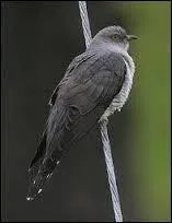 Quelle expression se cache derrière cette image ?