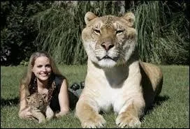 Comment s'appelle le bébé d'un lion et d'une tigresse ?