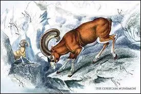 Comment s'appelle le bébé de la chèvre et du bélier ?