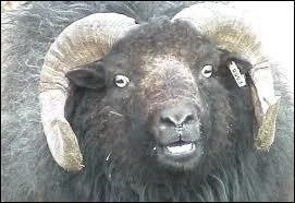 Quels sont les parents de l'ovicapre ?