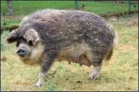 Comment s'appelle le bébé du sanglier et de la truie ?