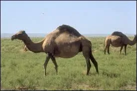 Quels sont les parents du turkoman ?