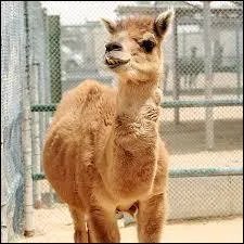 Quels sont les parents du cama ?