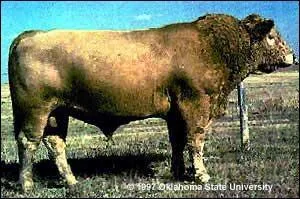 Comment s'appelle le bébé d'un taureau et d'un bison femelle ?