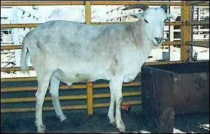 Quels sont les parents du chabin ?