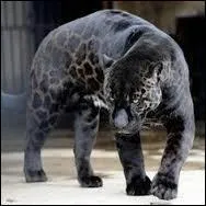 Quels sont les parents du jagulep ?