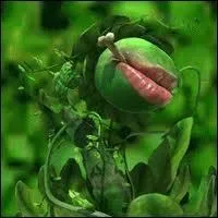 Les plantes communiquent entre elles.