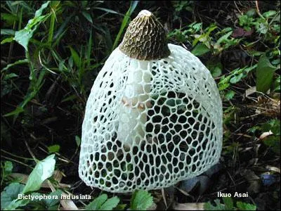 Les champignons sont des plantes.