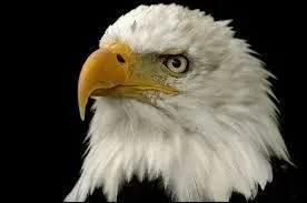 L'aigle est myope.
