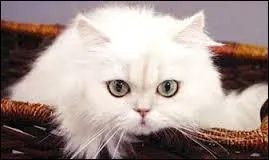 Les chats se cachent pour mourir .