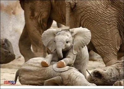 En rajoutant trois lettres au nom de cet animal, vous trouverez le nom anglais d'un film de David Lynch !