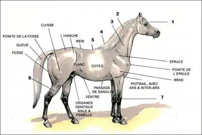 Comment s'appelle le 3 sur l'image ?