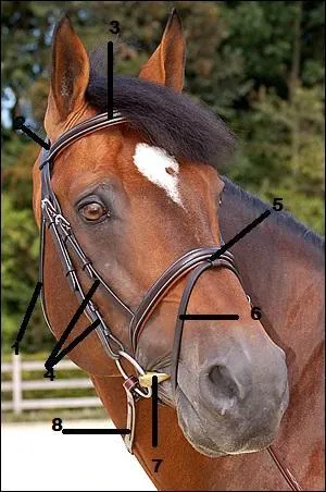 Comment s'appelle le numéro 1 sur l'image ?