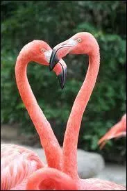 Février : Qui était ornithologue ?