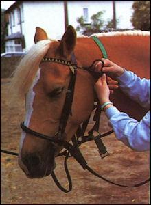 Quelle action devez-vous effectuer pour mettre le filet au cheval si celui-ci est attaché avec un licol ?