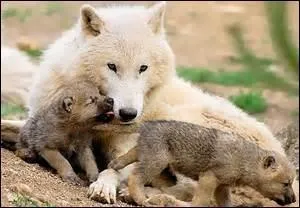 Les petits louveteaux naissent...