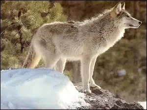 De quel sens le loup se sert-il le plus pour repérer ses proies ?