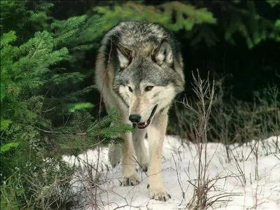 Les loups voient mieux que les hommes...