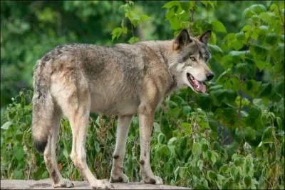À combien de kilomètres les loups peuvent-ils entendre des sons ?