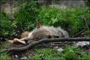 Quand le loup dort...