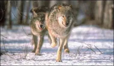 Les loups courent...