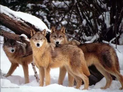 Comment appelle-t-on un groupe de loups ?