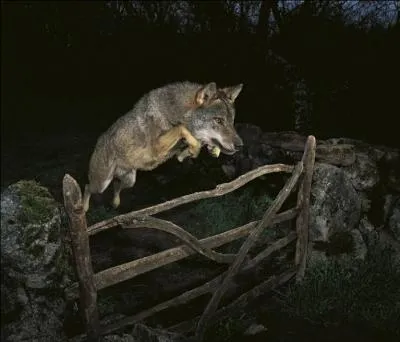 Dans quel film un loup s'appelle-t-il "Chaussette" ?