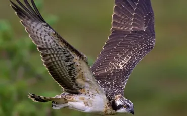Quiz Rapaces