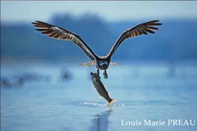 Que mange ce rapace ?