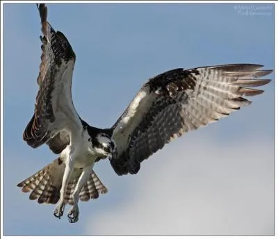 Il peut vivre jusqu'à :