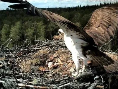 Combien d'ufs en moyenne pond la femelle ?