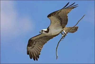 Combien de temps dure la couvaison ?