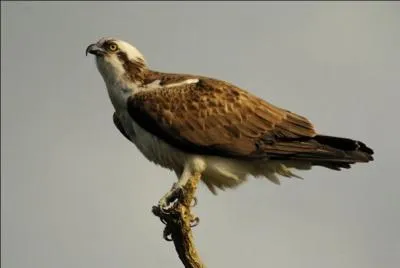 De quelle couleur sont ses yeux ?