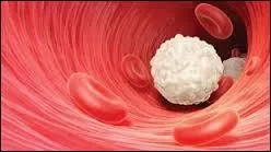 Quel est le rôle des globules blancs fabriqués par la moelle osseuse ?