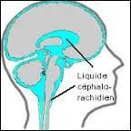 Le cerveau baigne dans un liquide qui le protège des chocs violents . Comment s'appelle-t-il ?
