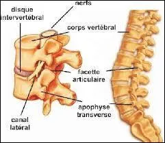 Quel est le rôle de la colonne vertébrale ?