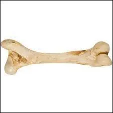 Combien y a t-il d'os au niveau de la colonne vertébrale ?