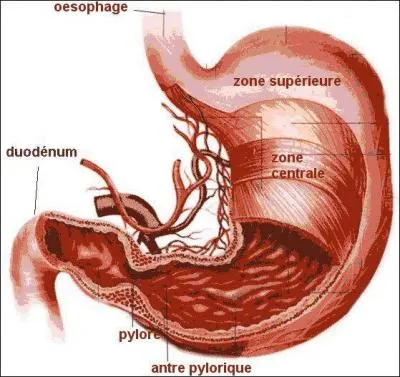 Cet organe est une poche qui reçoit les aliments qui ont été mâchés. Dans cet organe, une substance s'appelant "suc gastrique" permet de réduire les aliments en nutriments afin de les digérer. De quel organe parle-t-on ?