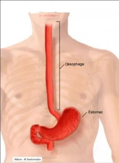 Comment s'appelle le "tuyau" que les aliments traversent pour aller de la bouche jusqu'à l'estomac ?