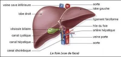 Quel est l'un des rôles du foie ?