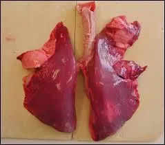 Par quel conduit l'air que nous respirons arrive-t-il jusqu'aux poumons ?