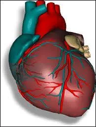 Qu'est-ce que le pouls ?