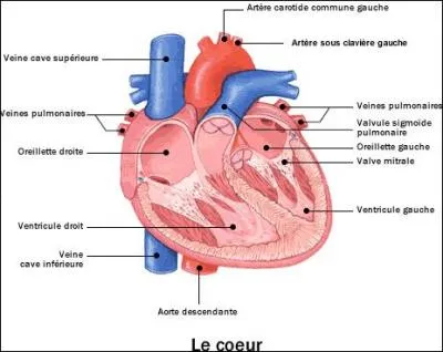Combien le cur pèse-t-il en moyenne chez un adulte ?