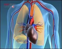 Comment se nomment les vaisseaux sanguins de taille moyenne dans lequel le sang circule depuis l'organe vers le cur ?