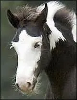 La marque de poils blancs sur le front est :