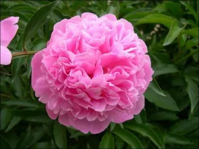 Quel est le nom de cette fleur ?